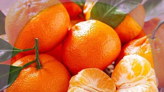 عروض الدانوب